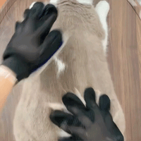 Pels Handske